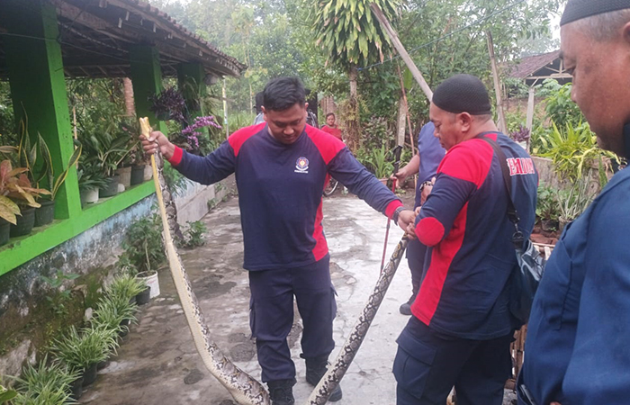 AWAS GIGIT: Petugas damkar mengevakuasi ular piton yang masuk kandang ayam warga, jum