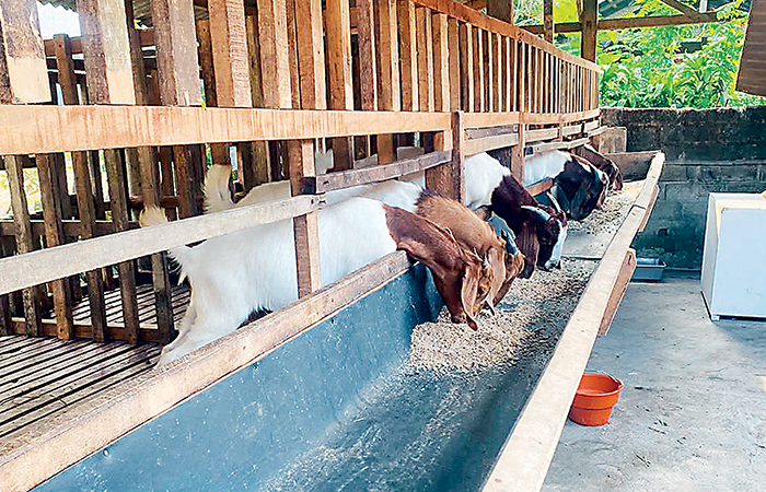 TEKUN: Beberapa kambing boer milik Mohammad Ariel Alfarizal.
