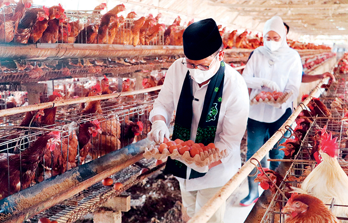 DICEK: Muhaimin Iskandar saat memeriksa kondisi salah satu kendang ayam milik peternak di wilayah Ponggok, kamis (11/1).