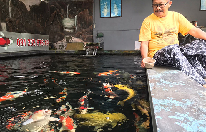 CEK KONDISI: Seorang pembudi daya ikan koi melakukan perawatan di kolam miliknya yang berada di Desa/Kecamatan Nglegok.