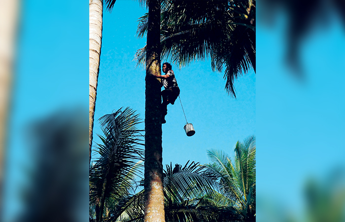 BERTAHAN: Salah seorang petani gula asal Desa Ngoran, Kecamatan Nglegok sedang memanjat pohon kelapa untuk mengambil sari kelapa.