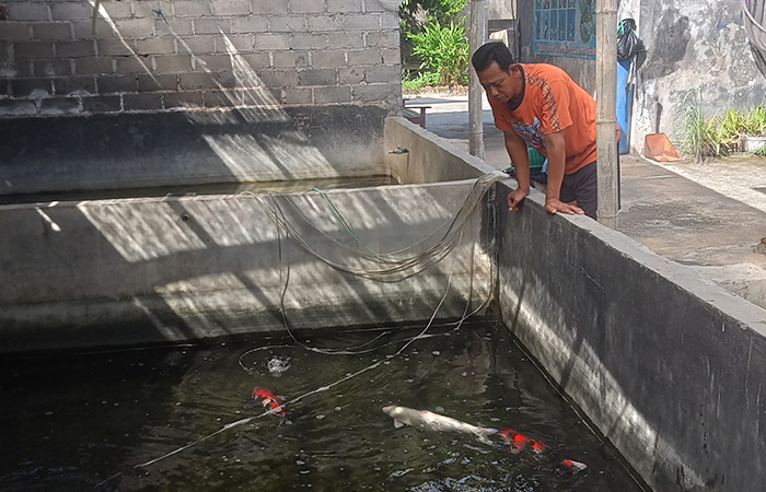 FOKUS: Seorang pembudidaya ikan koi di Desa Sumberinginm, Kecamatan Sanankulon, sedang memantau ikan peliharaannya.