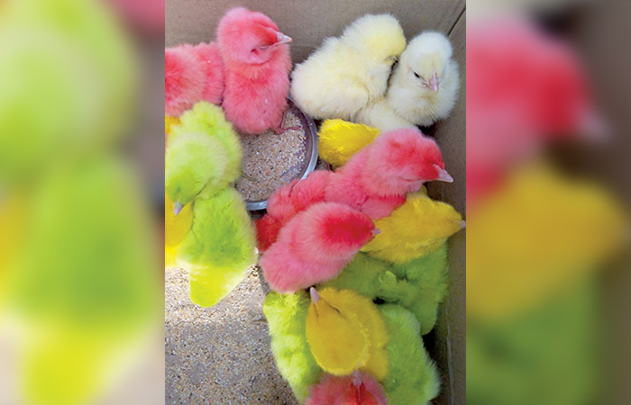 CUTE: Digemari anak-anak, ayam warna-warni bisa menjadi ladang bisnis.