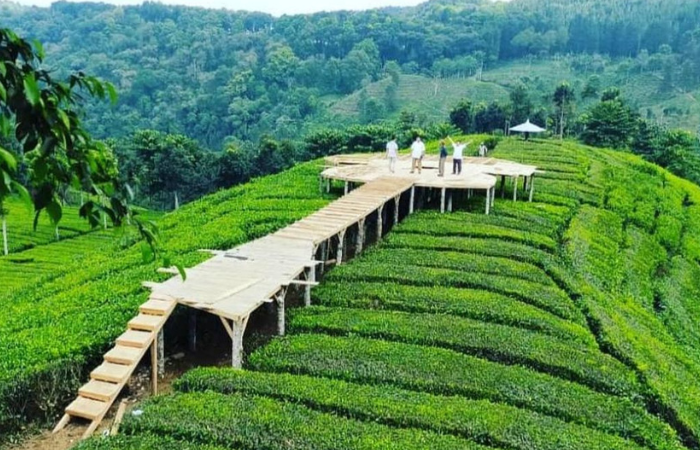 Kebun teh kali ini yang berada di blitar sangat sejuk