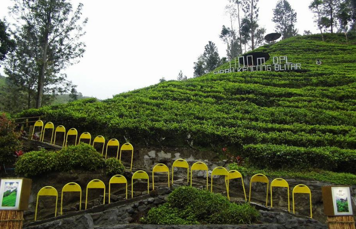 Kebun teh yang berada di blitar banyak spot fotonya