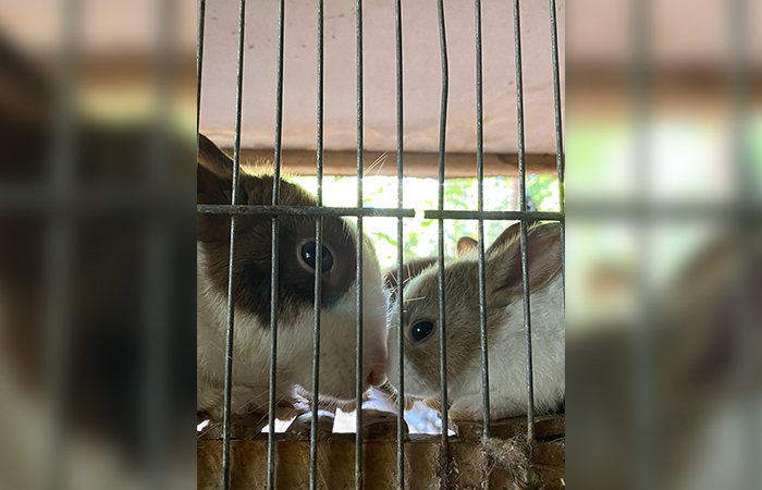 MUNGIL: Kelinci panda, salah satu jenis yang diminati pencinta kelinci hias.