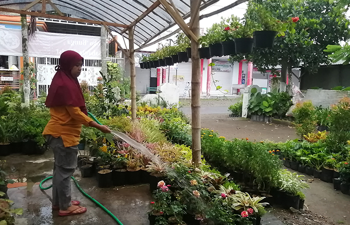 SUBUR: Erna Ihayati sedang menyirami tanaman hias di dalam green house miliknya jumat (26/1).