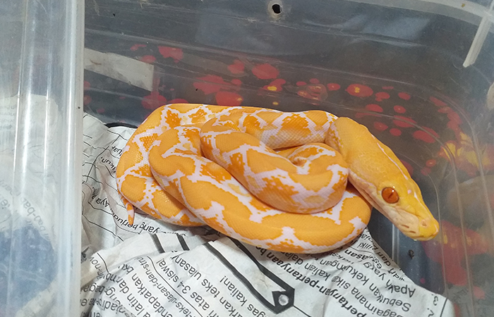 HARUS TEPAT: Suhu untuk menghangatkan ular tidak lebih dari 30 derajat celcius. Jika terlalu panas tulang ular akan bengkok.