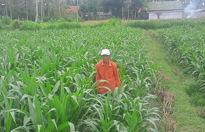 HIJAU: Warga Desa Kedawung, Kecamatan Nglegok sedang merawat jagung di lahan miliknya.