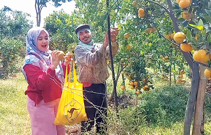 SERU: Kebun jeruk milik Surono di Desa Kolomayan, Kecamatan Wonodadi, menjadi lokasi wisata petik buah dadakan, Senin (11/2).