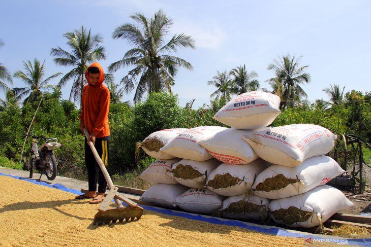 Produksi padi