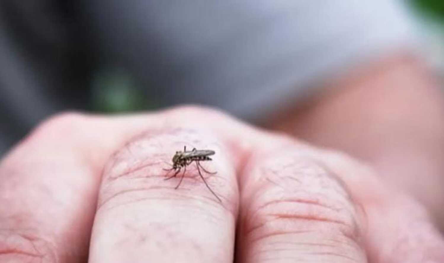 ILUSTRASI NYAMUK MALARIA