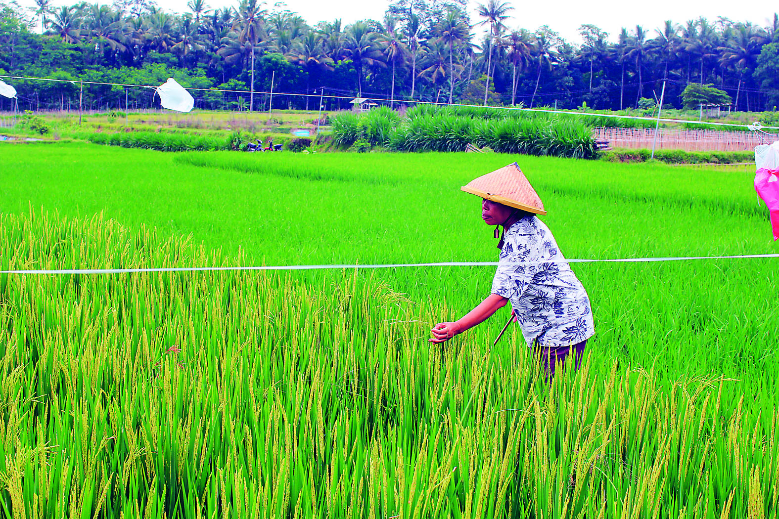 BERSABAR: Petani asal Desa Ngoran, Sumarning, sedang menjaga padi di sawah miliknya agar tidak menjadi makanan burung.