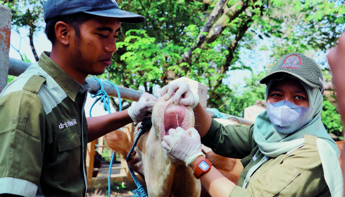 DETEKSI DINI: Personel Dinas Peternakan dan Perikanan Kabupaten Blitar memeriksa sapi di Pasar Hewan Srengat.