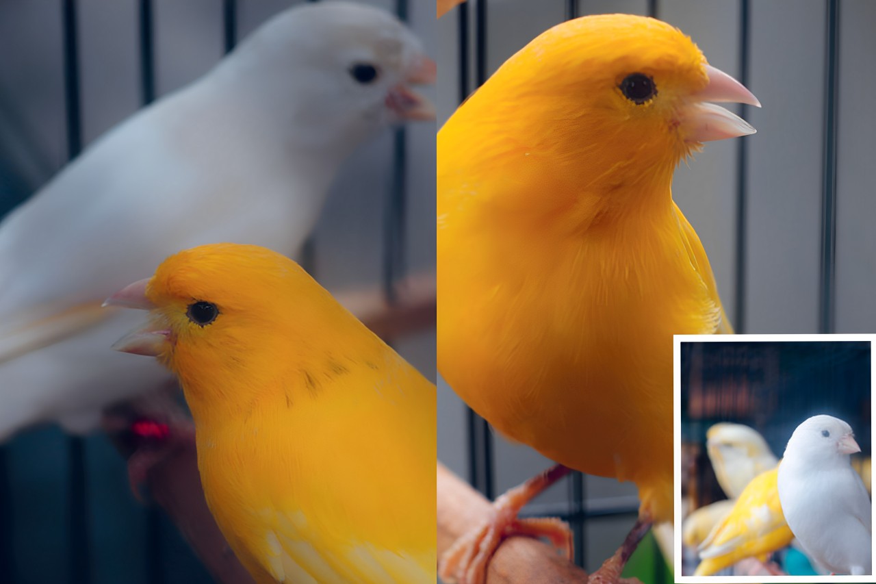 DIGEMARI: Burung kenari masih dilirik hingga kini dan dapat dijadikan peluang bisnis.