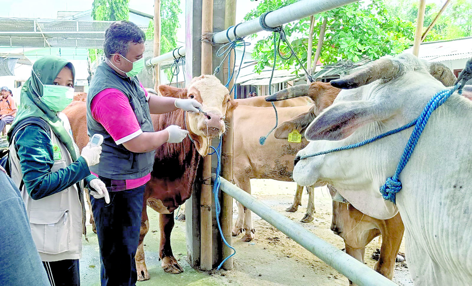 ANTISIPASI: Petugas keswan DKPP Kota Blitar memeriksa sapi milik pedagang di pasar Dimoro