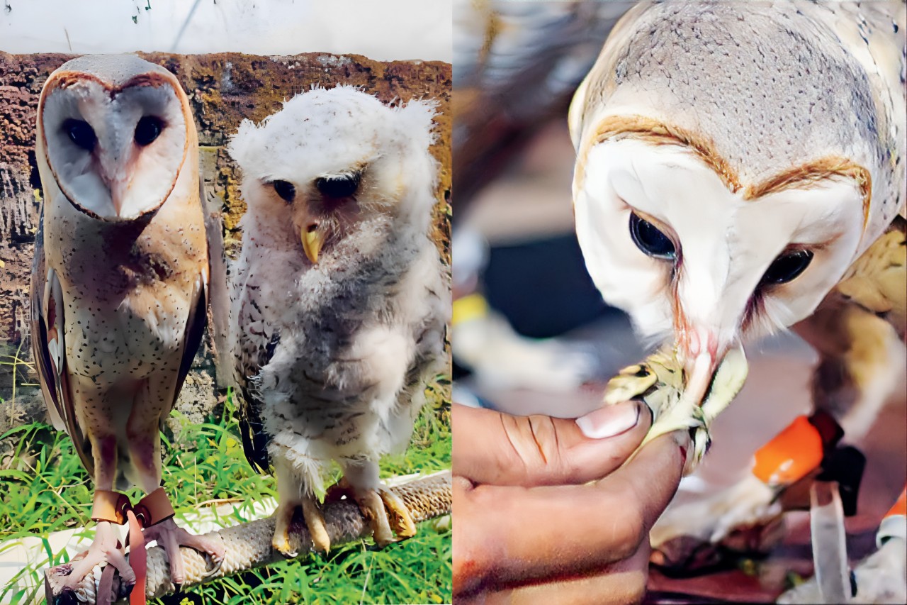 LAHAP: Dares jenis tyto alba menyantap burung kecil, seperti pipit yang jadi menu favoritnya.