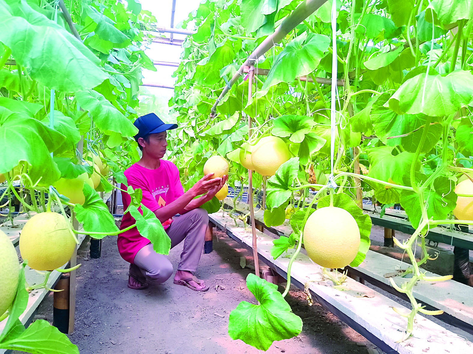 TEKUN: Supriyanto ketika berada di kebun melon hidroponiknya di Desa/Kecamatan Ponggok.
