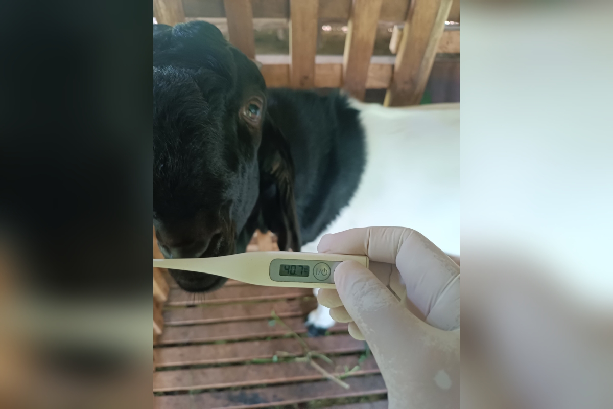 Orang sedang mengecek kondisi kambing