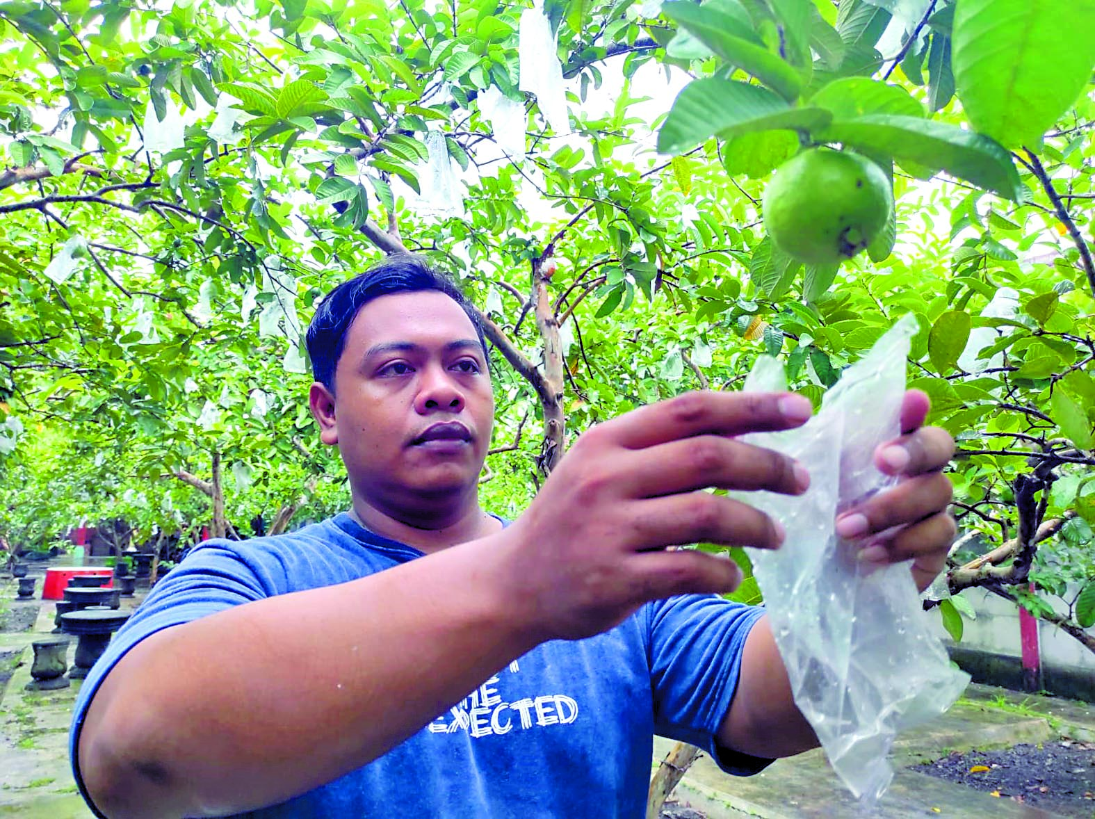 BERMANFAAT : Mufid Raharja menunjukkan buah jambu merah di kebun belakang rumah orang tuanya di Desa Karangsono, Kecamatan Kanigoro