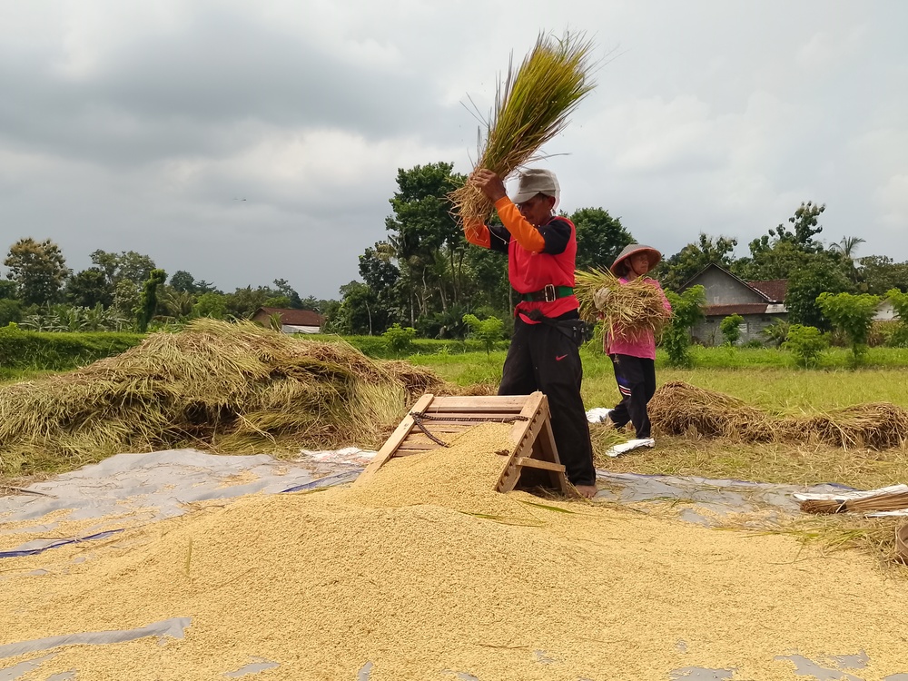SEMRINGAH: Beberapa petani di Kecamatan Nglegok sedang memanen  hasil pertanian mereka. Petani diimbau tidak menjual gabah ke luar  daerah.