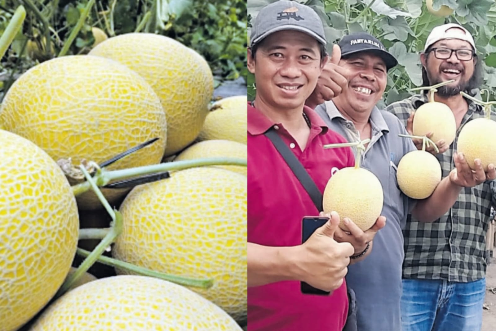 INSPRIRATIF: Tampak hasil melon hidroponik yang menggunakan media tanam dari paralon bekas