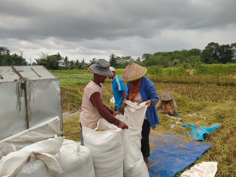 IRIGASI LANCAR: Petani di Kecamatan Nglegok sedang panen padi. Tiap tahun area pertanian di Kabupaten Blitar berkurang untuk pemukiman.