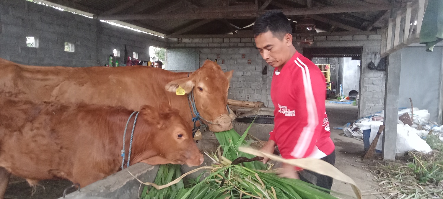 Program asuransi usaha ternak sapi dan kerbau (AUTSK) tampaknya telah dihapus. Tak pelak, para peternak harus menempuh jalur mandiri untuk melindungi hewan ternaknya.