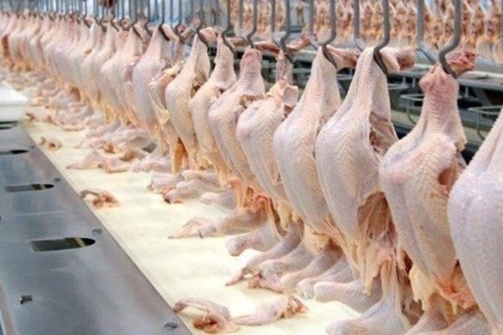 Puluhan rumah potong unggas (RPU) untuk menyembelih ayam hingga bebek di Kabupaten Blitar belum mengantongi sertifikat halal.