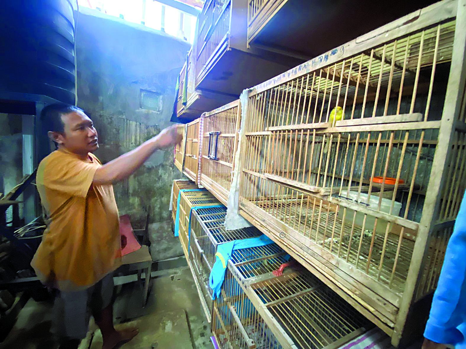BERTAHAN: Yuliono melihat burung kenari warna kuning yang berada di dapur rumahnya.