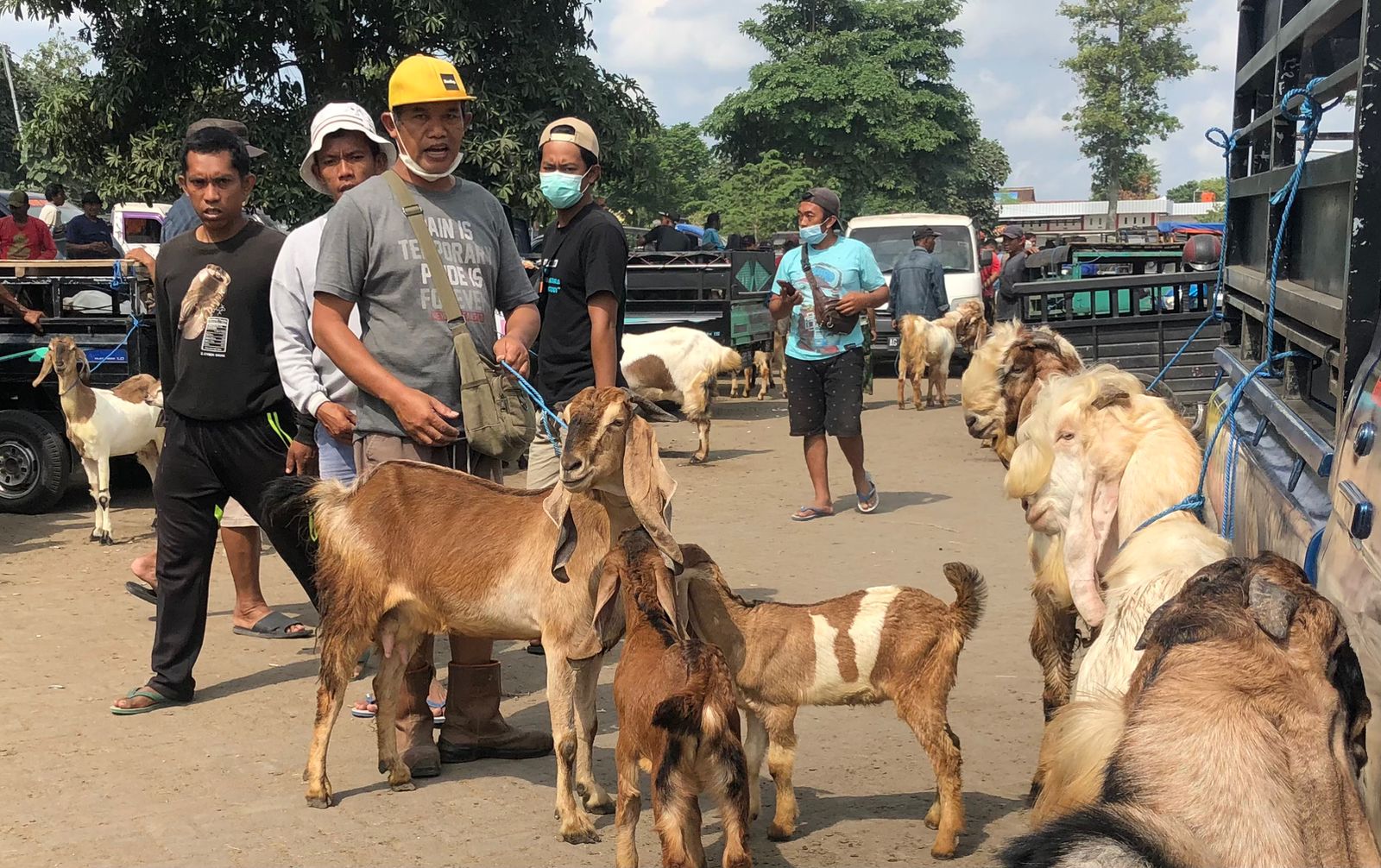 Dua minggu menjelang Idul Adha, para pedagang sapi dan kambing keluhkan harga turun.