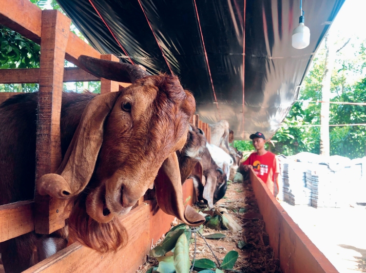SEHAT: Tampak kambing untuk dipersiapkan sebagai hewan kurban.