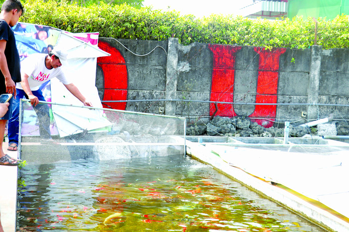 PANTAU KESEHATAN: Pembudidaya  menggiring ikan untuk di cek kesehatannya  akibat fenomena bediding, Hari Rabu (17/7)