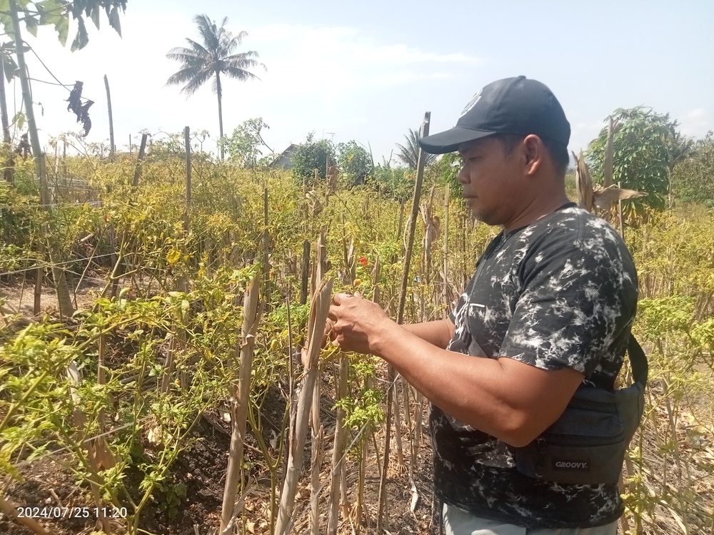 PASRAH: Seorang petani sedang melihat kondisi cabai rawit di ladang miliknya di Desa Rejoso, Kecamatan Binangun.