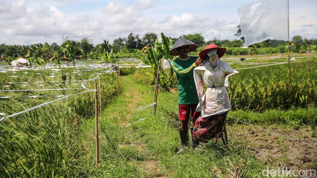 ilustrasi petani di sawah
