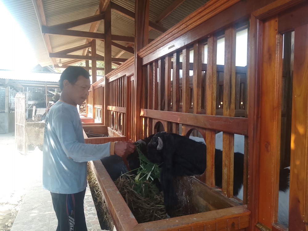 NYAMAN: Rupa kandang kambing yang khusus dibangun untuk kambing etawa kontes.