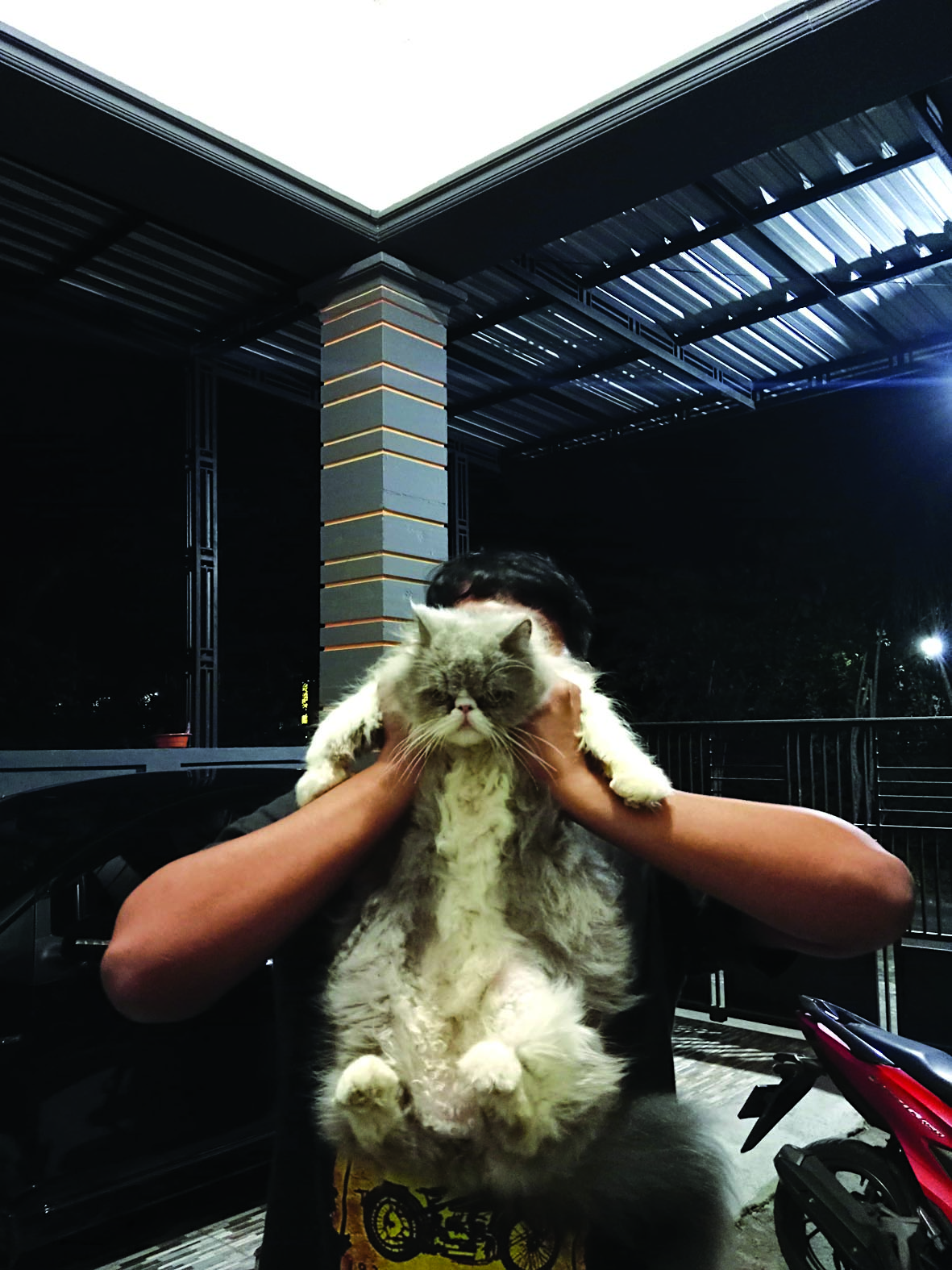KREATIF: Bisnis jasa pacak kucing dilakukan Fito Yuli Saputra bisa sebagai pundi pendapatan.