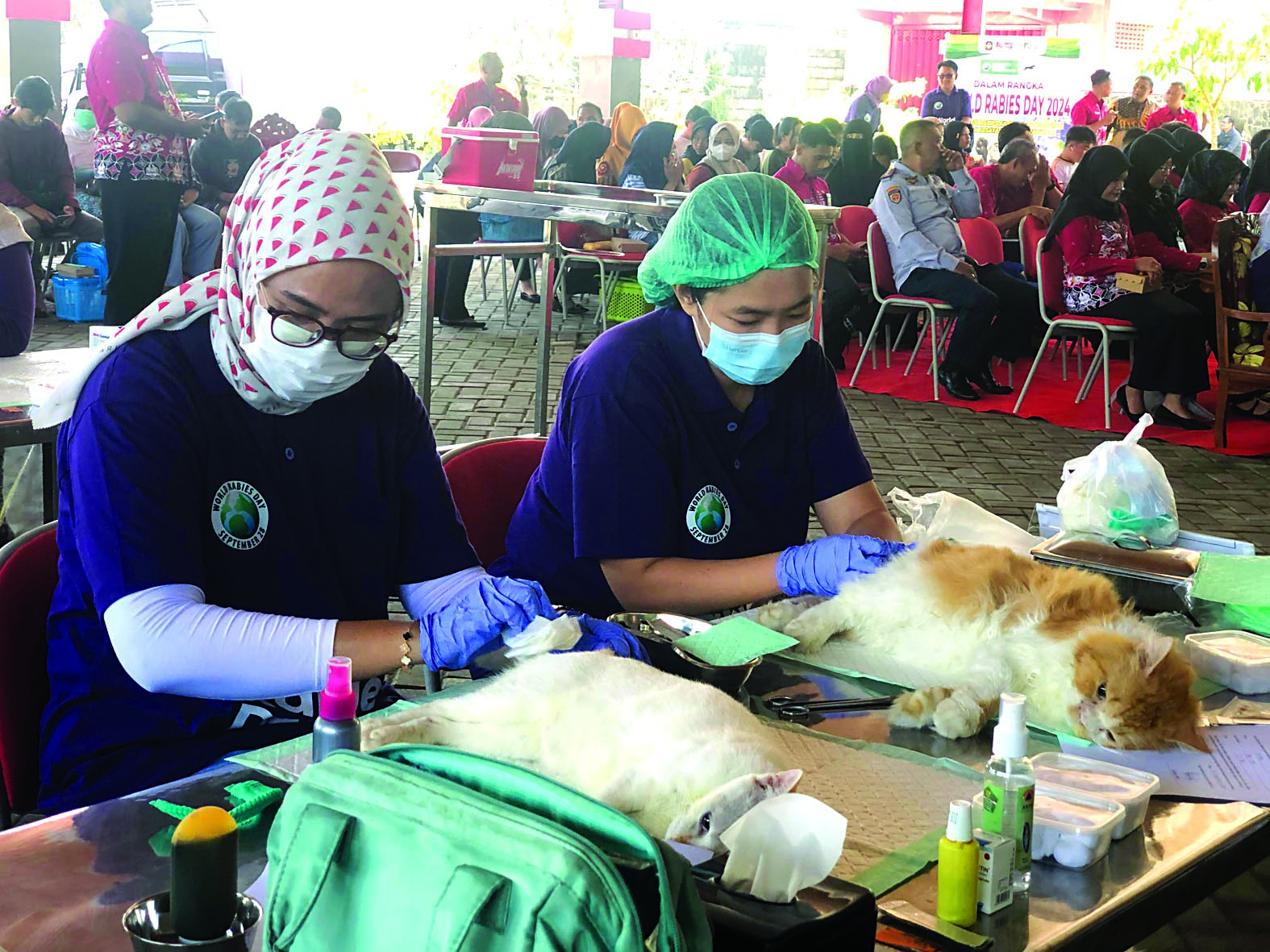 ANTENG: Dokter hewan mengebiri kucing jantan secara gratis untuk mengurangi populasi.  &nbsp;