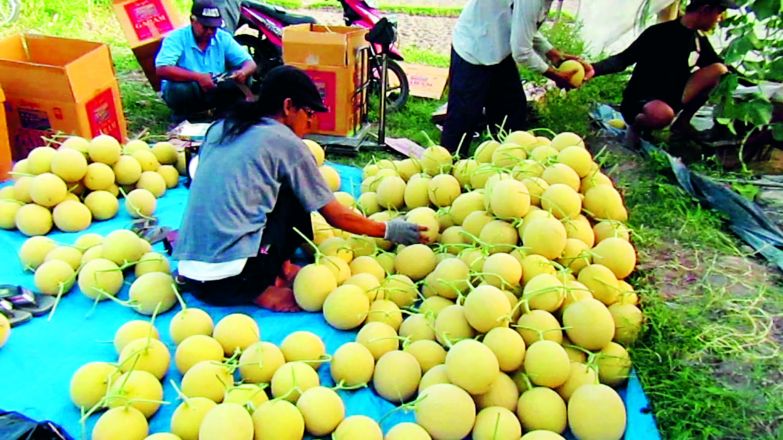 MANIS: Petani melon sedang panen. Para petani harus hati-hati karena kini cuaca tidak menentu.