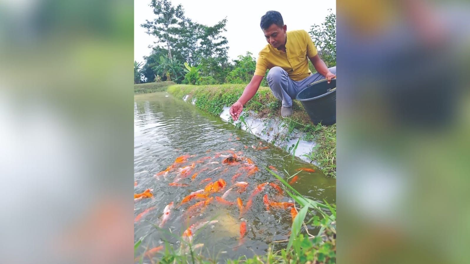 KREATIF : Koptu Iswanto menunjukkan ikan koi berwarna kuning di kolam miliknya yang berada di Kecamatan Wlingi, beberapa waktu lalu.