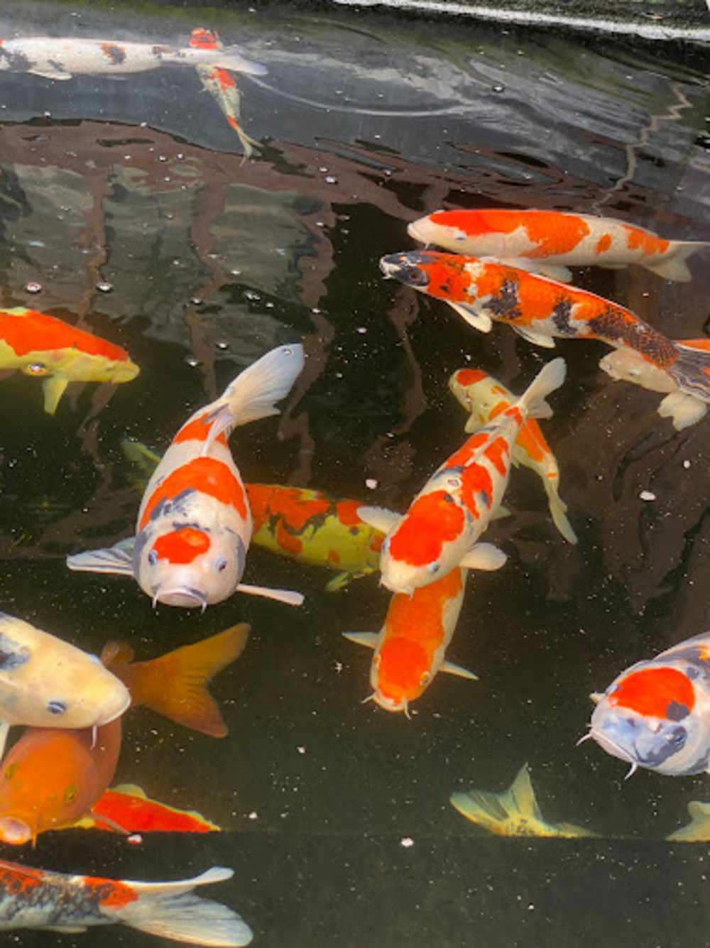 Sebagai ikon Blitar, ikan koi banyak dibudidayakan oleh masyarakat dan dijual ke berbagai wilayah.