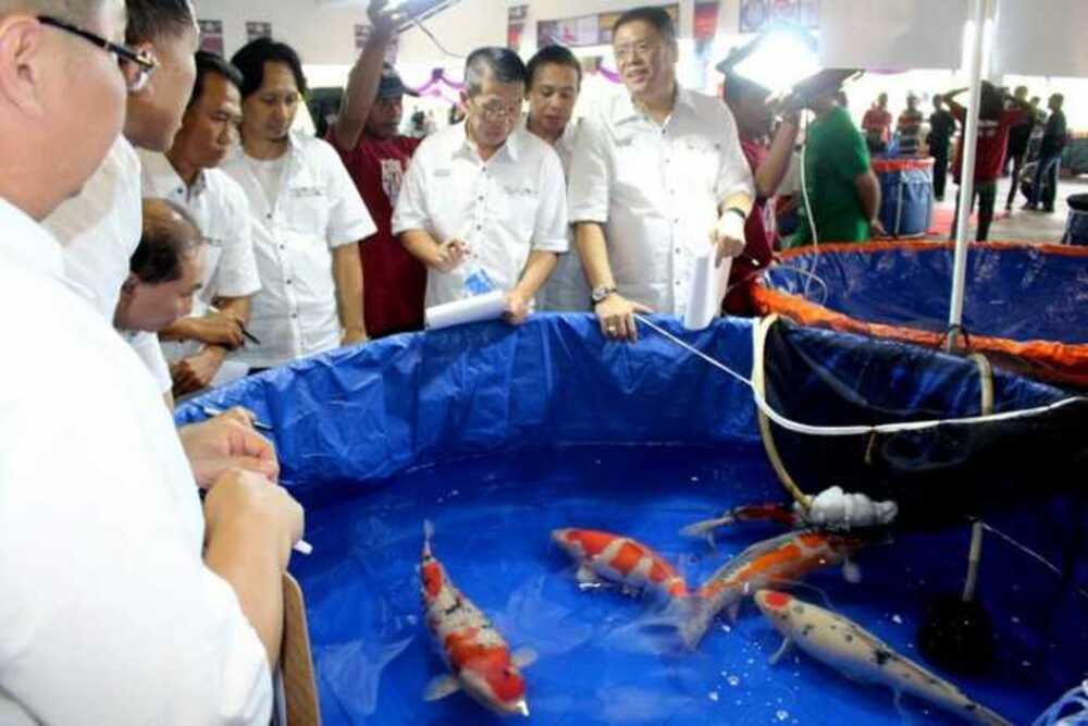 Kontes ikan koi tahunan di Blitar akan digelar kembali pada tahun 2024