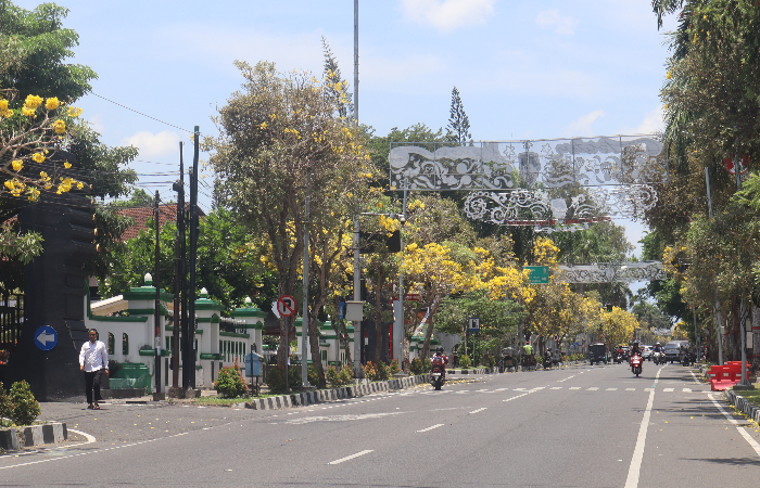 Bunga Tabebuya terlihat mekar di sepanjang Jalan Sudanco Supriyadi Kota Blitar