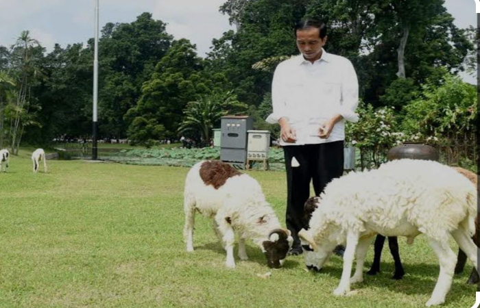 Domba Garut Milik Jokowi Masih Terlihat di Halaman Istana Bogor