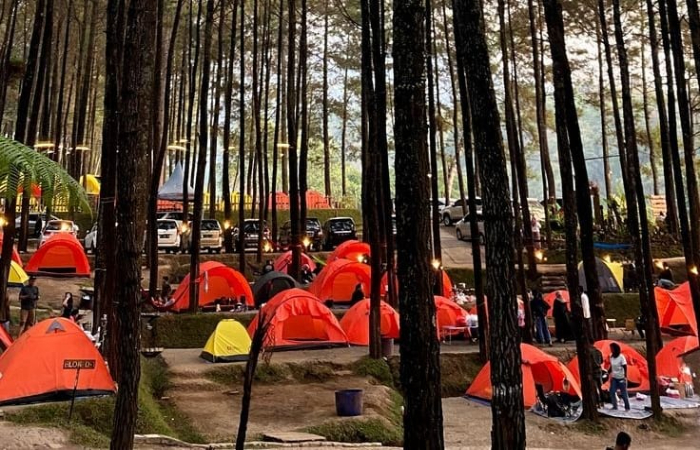 Hutan Pinus Joji tempat rekreasi yang indah, cocok untuk camping dan berkemah