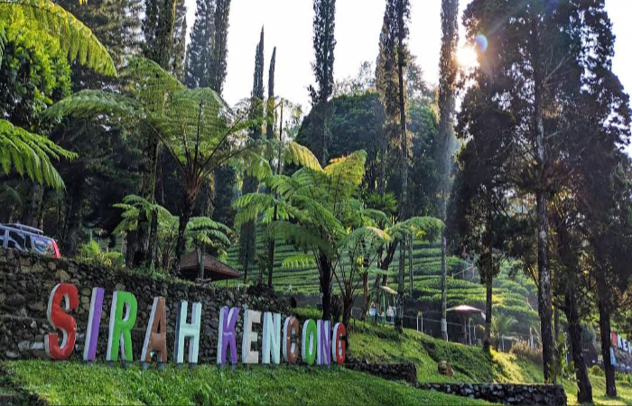 wisata di area Kebun Teh Sirah Kencong