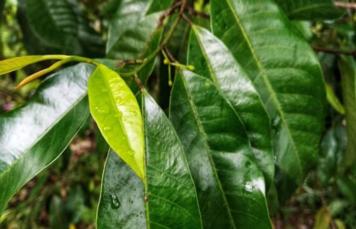 Daun Pala untuk Kesehatan dan Kecantikan Kulit
