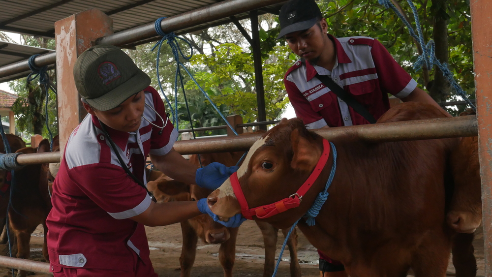 WASPADA: Petugas kesehatan hewan melakukan suntik vaksin kepada sapi-sapi yang ada di Pasar Hewan Terpadu (PHT) Wlingi.