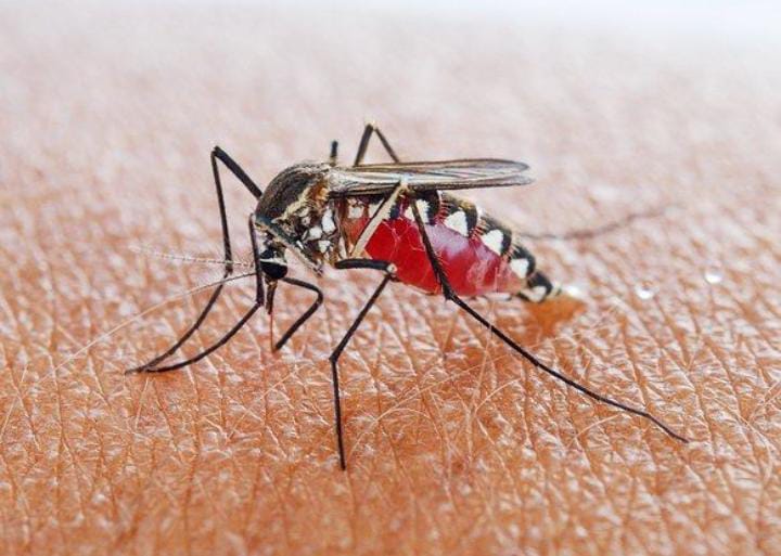 ilustrasi nyamuk malaria