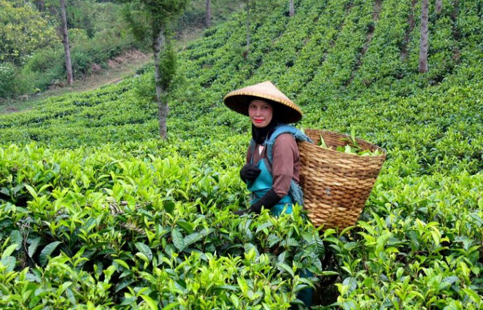 Ini syarat untuk gabung program Petani Milenial.
